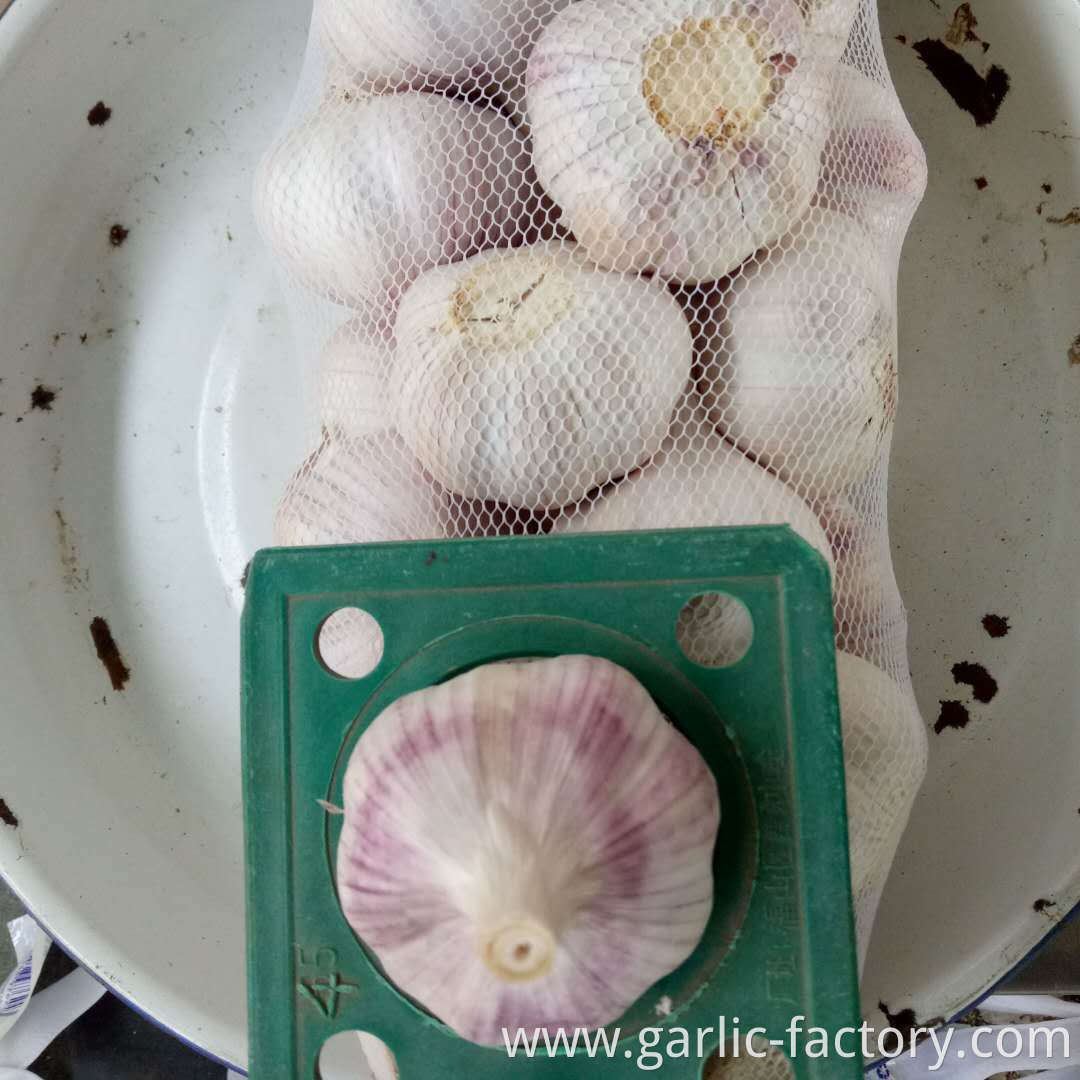 NORMAL WHITE FRESH GARLIC